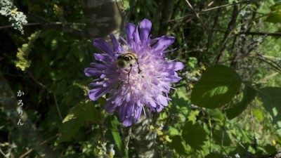 dans un pays de tous les temps vie la plus belle des abeilles