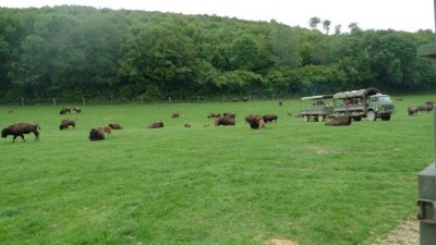 faune sauvage, et oui safari en France