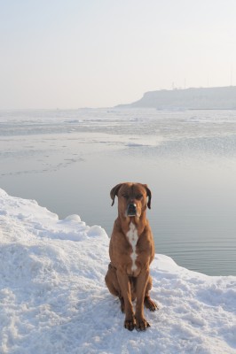 mon croisé beauceron,boxer