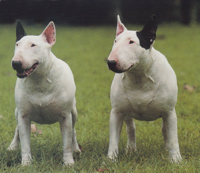 Bull-terrier_adulte_AT_pf-1315856702.jpg