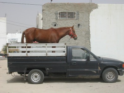 255 Douz (transport de chevaux).JPG