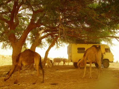 101-Lqceiba-oued-Gorgole.jpg