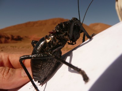 ce qu'il a de bien avec ce genre d'insecte c'est qu'on a pas besoin de fonction macro sur l'appareil...bien qu'inoffensif(je pense) je me sentais pas de le mettre sur ma main...