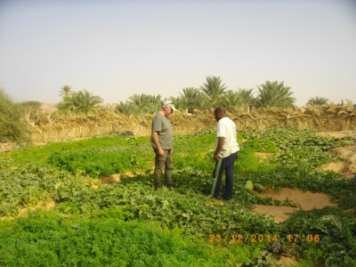 Eh oui dans le desert il pousse des légumes et bons