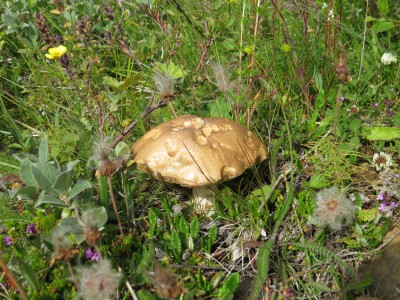 Champignon.JPG