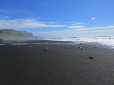 plage vik (2).JPG