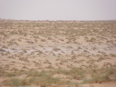 80 km d'herbe a chameau.JPG