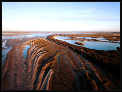 phoques baie de somme2.jpg