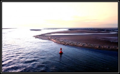 phoques baie de somme.jpg