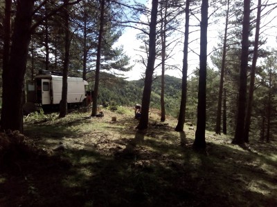 Bivouac dans les sapins