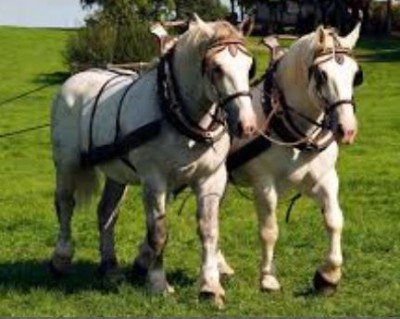 2percherons.JPG