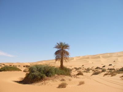 Palmier desert Ubari